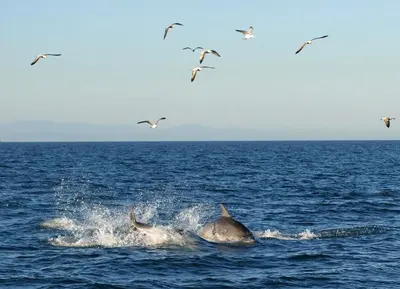 a group of seagulls flying over a pair of whales at Hostal El Perelló, Valencia in El Perelló