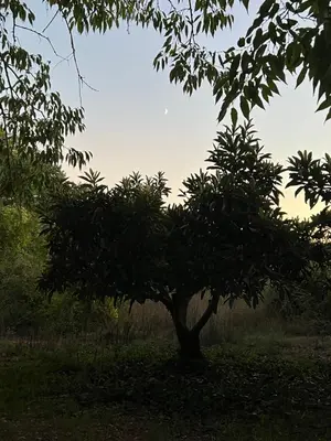 a tree in the middle of a field at La casita de la dormilona in Algimia de Almonacid