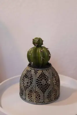 a small green plant sitting on top of a pot at Tranquilo y acogedor en el centro de la ciudad in Valencia