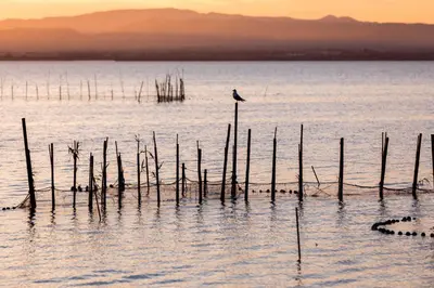 a bird sitting on poles in the water at Apartamento en primera línea de playa con vistas al mar in Mareny Barraquetas