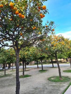 a bunch of oranges hanging from an orange tree at Casa Coqueta in Almarda