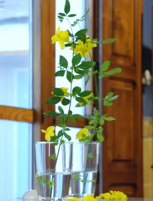a vase with yellow flowers in it on a table at Casa de Pueblo El Patio de las Cebollas in Segorbe