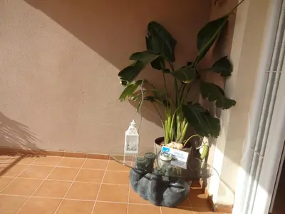 a potted plant sitting on a glass table next to a wall at LAS PALOMAS, appartement 2 chambres avec piscine in Turís