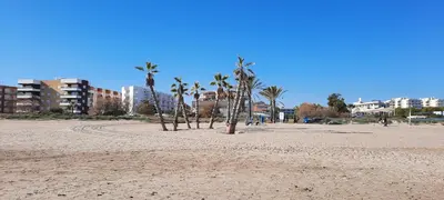 a group of palm trees on a sandy beach at Apartamento Peonia 1 in Canet de Berenguer