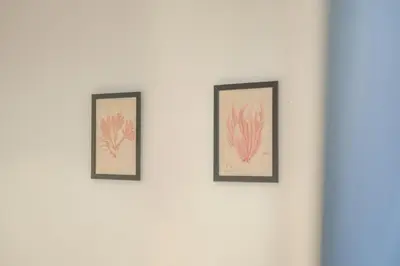 three framed drawings of seaweeds on a white wall at Apt with Antique Floor & lots of Sun Light in Valencia