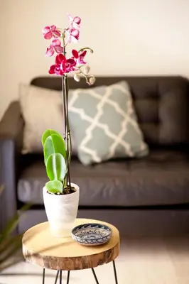 a wooden table with a plant on top of it at Authentic Charming Apartment/Wifi/Air Conditioning in Valencia