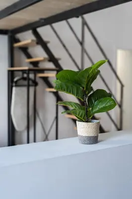a plant sitting on top of a white table at Vip Apartments Valencia in Valencia