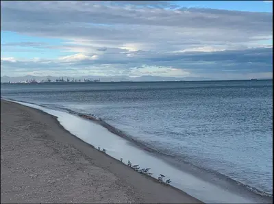 a group of birds standing on the beach at Beach Retreat in Valencia