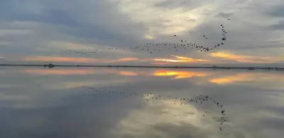 a flock of birds flying over a large body of water at Gracioso apartamento en Massanassa in Benetúser