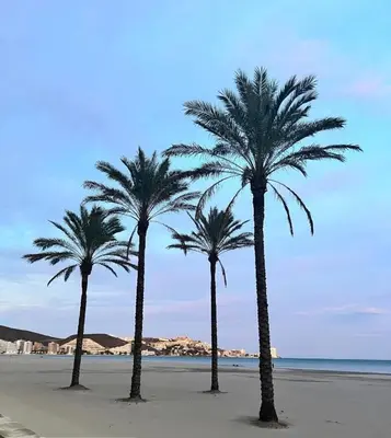 three palm trees on a beach near the water at A 50 m de la plage in Cullera