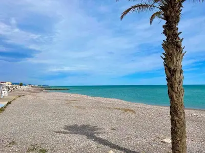 a palm tree on a beach next to the ocean at Apartamento con piscina, padel y vistas al mar in Moncófar