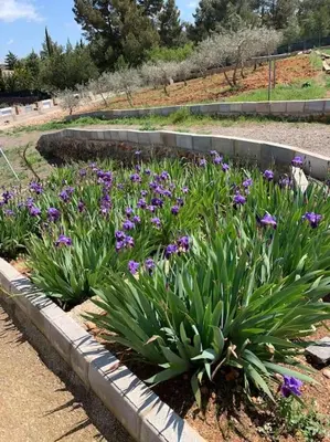 a garden of purple flowers in a park at El-cortijo in Siete Aguas
