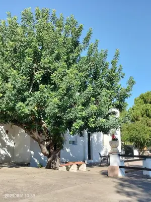 a large tree in front of a white building at Casa Mas Montañas in Godelleta