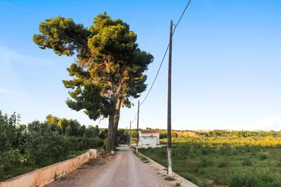 a tree on the side of a dirt road at Huerto Valenciano - Sol y Tranquilidad - Piscina in Valencia
