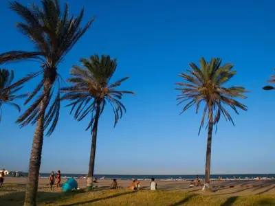 a group of palm trees on the beach at Villa near Valencia with Private Pool in Valencia